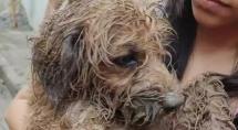 Cachorra prende a cabeça no muro de casa e é salva pelos bombeiros em Betim