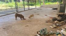 Prefeitura de Betim resgata animais vítimas de maus-tratos