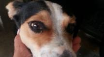 Adote um amigo! Feira de adoção de cães e gatos acontece no sábado 1º 
