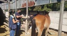 Prefeitura de Betim cadastra carroceiros e faz chipagem nos animais de tração