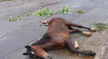 Égua com sinais de maus-tratos é resgatada caída em rua em Betim