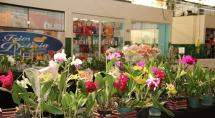 Mercado Central de Betim recebe Mostra de Orquídeas