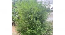 Polícia Militar apreende plantação de maconha em Betim