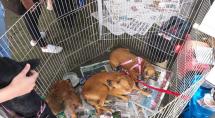 Parque de Exposições de Betim sediará a Feira de adoção de Cães e Gatos, neste sábado