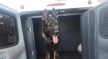 Cão ajuda polícia a encontrar drogas em residência de Betim