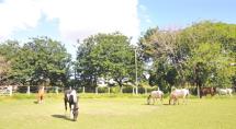 Prefeitura de Betim, Ministério Público e Ceda resgatam oito cavalos vítimas de maus-tratos
