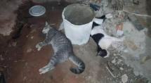 Gatos são mortos no bairro Morada do Trevo em Betim