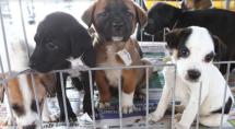 Domingo é dia de adoção de cães e gatos em Betim