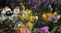 Monte Carmo comemora chegada da primavera com exposição de orquídeas