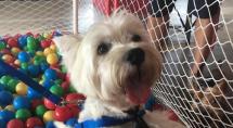 2ª Edição do Partage Pet Day chega com tudo neste mês de abril