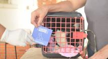 Sábado é dia de vacinar cães e gatos contra a raiva nas regiões Icaivera, PTB e Petrovale