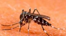 Casos de dengue ultrapassam 17 mil em apenas seis meses Casos de dengue ultrapassam 17 mil em apenas seis meses