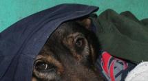 Betim: campanha Aqueça um Focinho quer proteger os pets do frio
