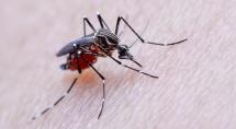 Betim tem mais de 500 notificações de dengue