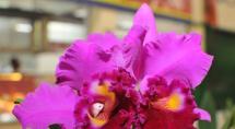Mercado Central recebe 16ª Mostra de Orquídeas