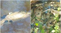 Peixes são encontrados mortos em lago de Betim e suspeita de contaminação é investigada