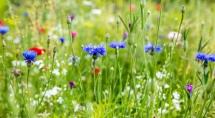 Primavera começa nesta quarta-feira (22)