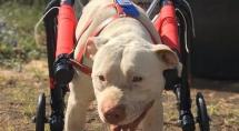 Pit-bull Sansão será atração do 2º Encãotro Pet, em Betim