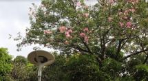 Parque Ecológico Chico Mendes ganha nova iluminação 
