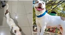 Veja o antes e depois de Odin, pitbull resgatado pesando 12 kg em Betim