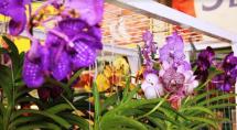 Mercado Central de Betim sedia Mostra de Orquídeas para o Dia das Mães