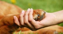Prefeitura de Betim promove evento com protetores de animais 