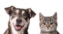Partage Shopping Betim promove “Feira de Adoção de Pets”