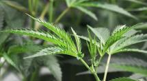 Casal que diz ‘cultivar e vender maconha de melhor qualidade’ é preso em Betim
