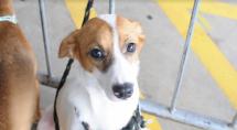 Betim promove evento para adoção de animais neste sábado (7)