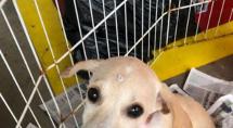 Partage Shopping recebe feira de adoção de cães e gatos neste sábado (28)