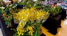 Festival de Orquídeas chega na cidade