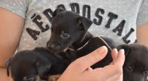 Betim ganha mais um Dia de Adoção de Cães e Gatos