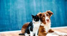 Betim recebe fórum para discutir ações implantadas pelo Programa Regional em Defesa da Vida Animal
