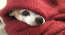 Prefeitura de Betim dá início à Campanha do Agasalho Animal
