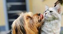 Mutirão de castração garante até 240 procedimentos gratuitos para cães e gatos em Betim