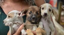 Betim ganha mais um Dia de Adoção de Cães e Gatos