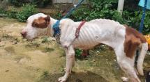 Pitbull é resgatado debilitado e extremamente magro em Betim