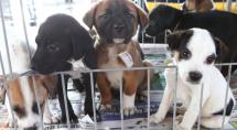 Sepa realiza evento de adoção de cães e gatos neste sábado (4)