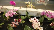 Mercado Central de Betim  antecipa primavera com 14ª Mostra de Orquídeas