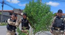 PM apreende pé de maconha de mais de 2 metros no Bom Retiro, em Betim