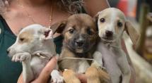 Prefeitura de Betim realiza evento de adoção de cães e gatos nesta quinta-feira