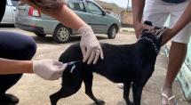 Cães e gatos podem ser vacinados contra a raiva no Centro de Controle de Zoonoses e Endemias de Betim