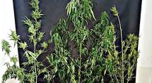 Polícia Militar apreende pés de maconha após denúncia anônima em Betim