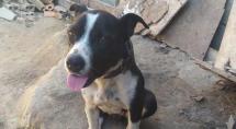 Denunciado por maltratar animal, homem acaba preso por tráfico de drogas