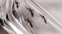 Número de mortos por dengue em MG já é maior do que o registrado em todo o ano passado