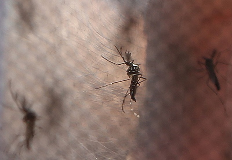 dengue2