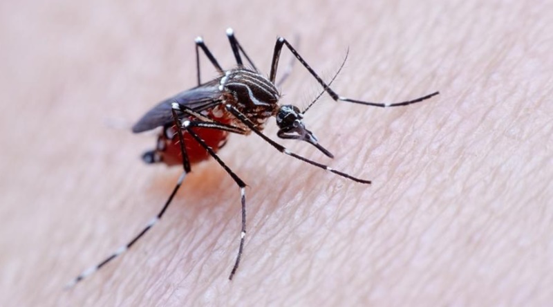 dengue1