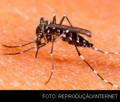 dengue